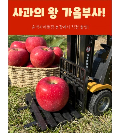 가을사과 [부사]  10kg 28과 대과